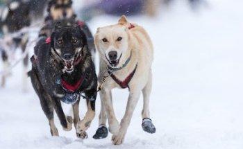 Kingmik Dog Sled Tours