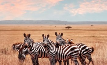 La Voyagerie : Agence de Voyage - Marseille