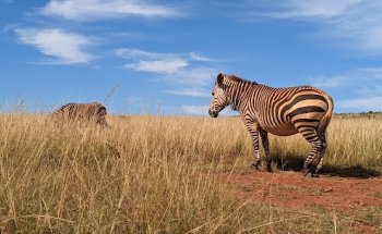 Hawthorn Travel & Cruise