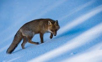 Wildlife Adventures