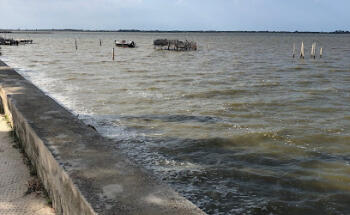 Lesina