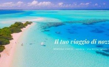 Mimosa Viaggi