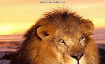 LiReise Tour