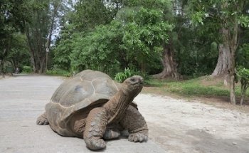 Lavigne Reisen | Kidd Lavigne