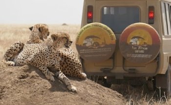 Pure Tansania Safaris & Camps