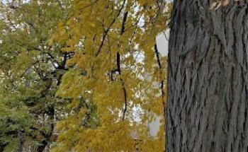 Sunrise International: Travel Agency