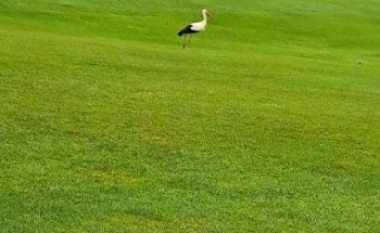 Golf & Reise-Events-Braumüller Consulting