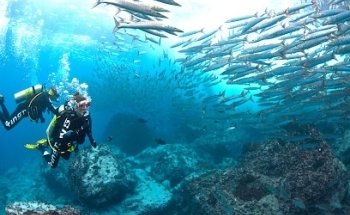 Diving Specials GmbH - Tauchreisen - Scuba Diving - Dive Travel - München