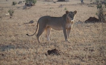 Safari Urlaub Kenia - SKE Reisen