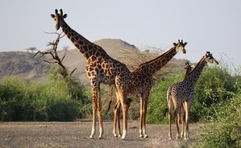 Afrikascout - Afrika Reisen und Safaris