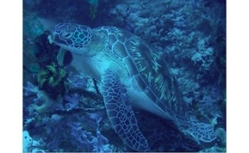 Explorer Fernreisen GmbH (ORCA Tauchreisen Service Team)