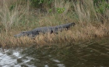 GOFLORIDA Florida Reiseberatung und Planung nach Maß
