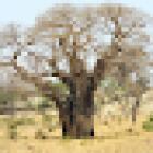 African Dream Tours - Ihr Safari Expertin