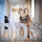 Lindsays Doggy Day Spa