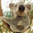 Down Under Endeavours