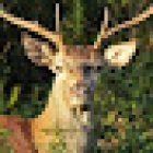 Monfragüe Vivo - Destino Activo