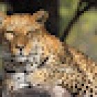 Africa Wildlife Safaris