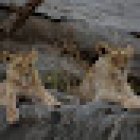 Tanzania Safari Tour