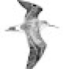 Calidris Vogelsafari's