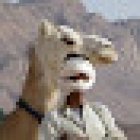 indigo reisen - Kameltrekkings in der Sahara