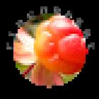 Cloudberry Travel