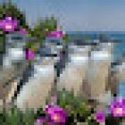 Phillip Island Tours Australia