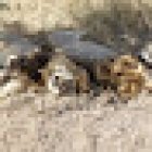 Pumba Tours UG (haftungsbeschränkt)